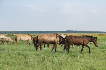 A beautiful Belarusian draft horse is grazing on a summer field.