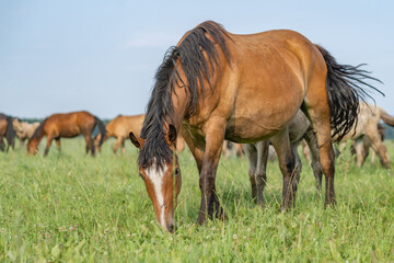 Obraz na płótnie Canvas A beautiful Belarusian draft horse is grazing on a summer field.
