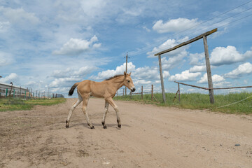 A beautiful Belarusian draft horse is grazing on a summer field.