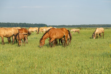 Fototapeta na wymiar A beautiful Belarusian draft horse is grazing on a summer field.