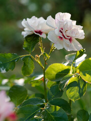 Rosenblüten im Morgenlicht