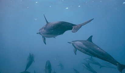 Wild Hawaiian Spinner Dolphins swimming in the Beautiful Clear Ocean water in Hawaii 