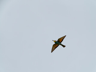 Europäischer Bienenfresser, Bienenfresser, Merops apiaster