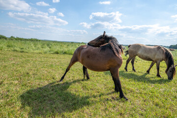 A beautiful Belarusian draft horse is grazing on a summer field.