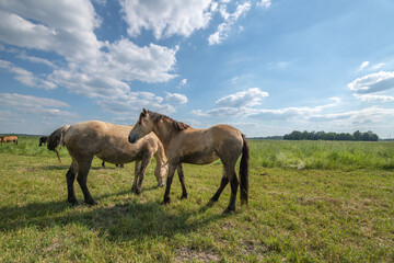 Naklejka na ściany i meble A beautiful Belarusian draft horse is grazing on a summer field.