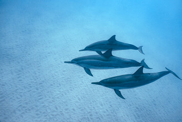 Wild Hawaiian Spinner Dolphins swimming in the Beautiful Clear Ocean water in Hawaii 