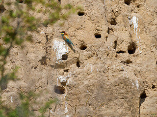 Europäischer Bienenfresser, Bienenfresser, Merops apiaster