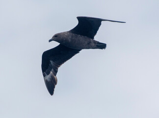 South Polar Skua