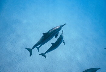 Wild Hawaiian Spinner Dolphins swimming in the Beautiful Clear Ocean water in Hawaii 