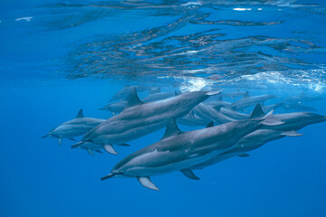 Wild Hawaiian Spinner Dolphins swimming in the Beautiful Clear Ocean water in Hawaii 