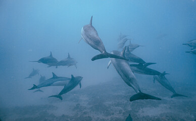 Wild Hawaiian Spinner Dolphins swimming in the Beautiful Clear Ocean water in Hawaii 