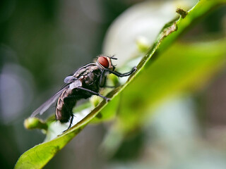 fly, insect, macro, nature, leaf, bug, animal, closeup, wing, close-up, pest, housefly, eye,...