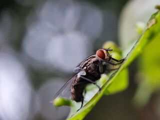 fly, insect, macro, nature, leaf, bug, animal, closeup, wing, close-up, pest, housefly, eye,...