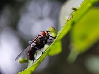 fly, insect, macro, nature, leaf, bug, animal, closeup, wing, close-up, pest, housefly, eye,...