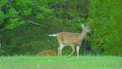 Deer stomping and snorting in the meadow. Northern Canadian province wilderness. Stomping and snorting warns of danger, alerting others in the herd with the sounds of hooves and nose.