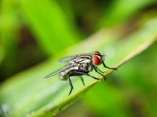 fly, insect, macro, nature, leaf, bug, animal, closeup, wing, close-up, pest, housefly, eye,...