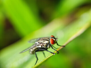 fly, insect, macro, nature, leaf, bug, animal, closeup, wing, close-up, pest, housefly, eye, detail, wildlife, hairy, small, close, isolated, wings, black, close up, garden, eyes