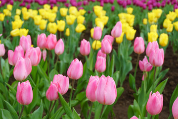 チューリップの花 長崎県 tulip flowers