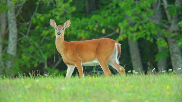 Female deer, or doe, is spotted in a meadow as the evening sun sets during summer. Canadian wilderness countryside. A white-tailed female deer is observed in the natural setting of Manitoulin Island