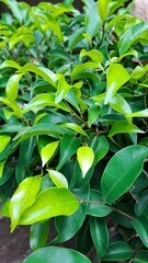 green leaves background