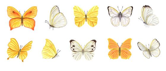 Watercolor flying yellow orange butterflies. Copper, scarce copper, cabbage. Tropical butterfly. Hand drawn illustration. For postcard design, invitation template, birthday, mother day cards