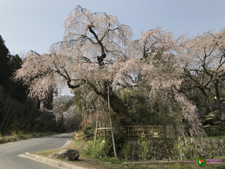 しだれ桜