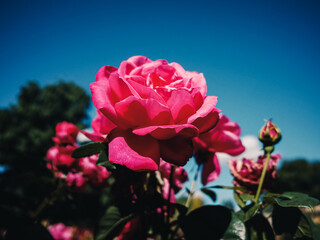 Rose flower in the garden