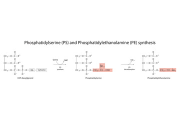 Schematic molcular diagram of Phosphatidylserine and Phosphatidylethanolamine synthesis from CDP Diacylglyerol via PS synthase and PS decarboxylase  Scientific vector illustration.