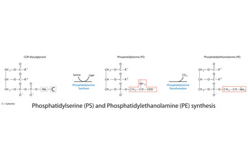 Schematic molcular diagram of Phosphatidylserine and Phosphatidylethanolamine synthesis from CDP Diacylglyerol via PS synthase and PS decarboxylase  Scientific vector illustration.