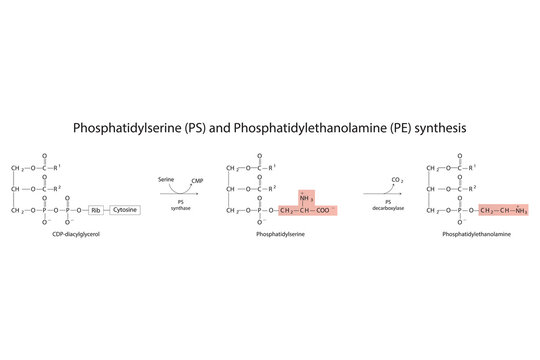 Schematic molcular diagram of Phosphatidylserine and Phosphatidylethanolamine synthesis from CDP Diacylglyerol via PS synthase and PS decarboxylase  Scientific vector illustration.