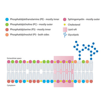 Diagrams showing schematic structure of cytoplasmatic membrane, including phospholipids (PE, PC, PS, sphingomyelin) glycolipids, cholesterol, lipid raft. Colorful scientific vector illustration.