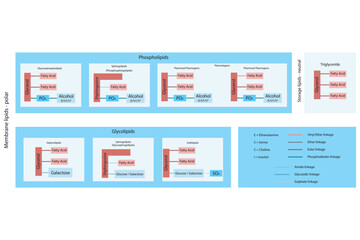 Diagram showing classification of lipids - storage lipids, membrane lipids - phospholipids, glycolipids, triglyceride and more, including chemical linkages Blue and red scientific vector illustration.