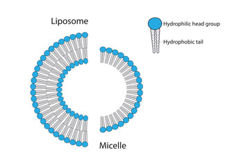 Diagram showing phospholipid structures - monolayer and bilayer - non polar tails and polar heads. Yellow scientific vector illustration.