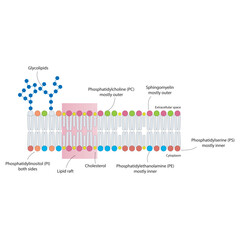 Fototapeta premium Diagrams showing schematic structure of cytoplasmatic membrane, including phospholipids (PE, PC, PS, sphingomyelin) glycolipids, cholesterol, lipid raft. Colorful scientific vector illustration.