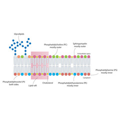 Diagrams showing schematic structure of cytoplasmatic membrane, including phospholipids (PE, PC, PS, sphingomyelin) glycolipids, cholesterol, lipid raft. Colorful scientific vector illustration.