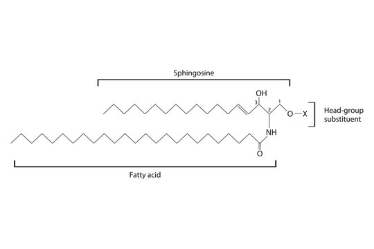Diagram showing schematic molecular structure of Sphingolipid - including fatty acid, head group, glycerol and substituent  Scientific vector illustration.