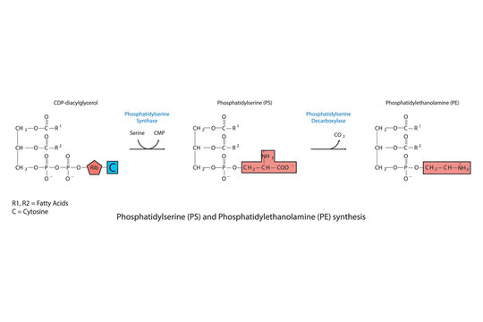 Schematic molcular diagram of Phosphatidylserine and Phosphatidylethanolamine synthesis from CDP Diacylglyerol via PS synthase and PS decarboxylase  Scientific vector illustration.
