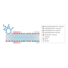 Diagrams showing schematic structure of cytoplasmatic membrane, including phospholipids (PE, PC, PS, sphingomyelin) glycolipids, cholesterol, lipid raft. Colorful scientific vector illustration.