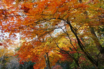 Image of Autumn, Red and Orange Maple Leaf - 秋のもみじ 美しい紅葉の庭園