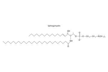 Diagram showing schematic molecular structure of Sphingomyelin  Scientific vector illustration.