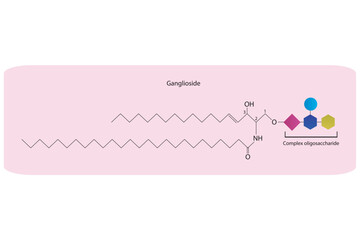 Diagram showing schematic molecular structure of Ganglioside pink Scientific vector illustration.
