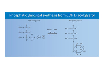 Schematic molecular diagram of Phosphatidylinositol synthesis from CDP Diacylglycerol via PI synthase  Scientific vector illustration.