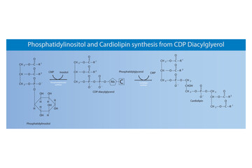 Schematic molcular diagram of Phosphatidylinositol and Cardiolipin synthesis from CDP Diacylglyerol via PI synthase and Cardiolipin synthase  Scientific vector illustration.