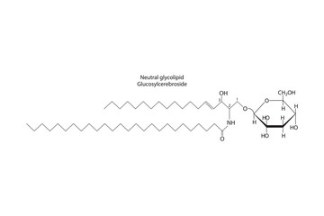 Diagram showing schematic molecular structure of Neutral glycolipid (Glucosylcereboside)  Scientific vector illustration.