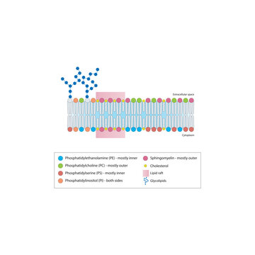 Diagrams showing schematic structure of cytoplasmatic membrane, including phospholipids (PE, PC, PS, sphingomyelin) glycolipids, cholesterol, lipid raft. Colorful scientific vector illustration.