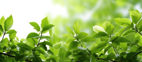 isolated background of nature, amidst the vibrant spring and summer seasons, a white leafed plant thrived, symbolizing growth, health, and wellness, invoking images of healthy food, green tea, and