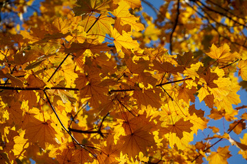 Naklejka na ściany i meble autumn rust leaves. beautiful fall colors.