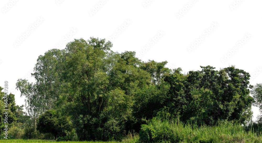 Poster a group of rich green trees high resolution on transparent background.
