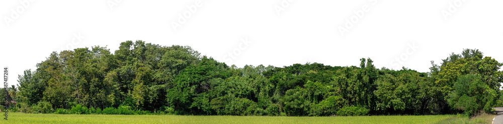 Poster a group of rich green trees high resolution on transparent background.