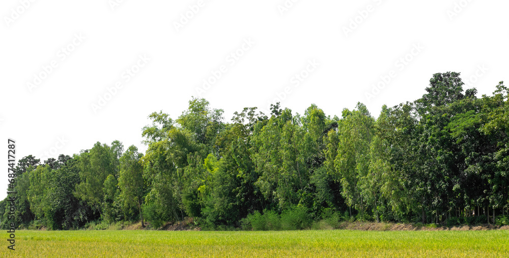 Aufkleber A group of rich green trees High resolution on transparent background.